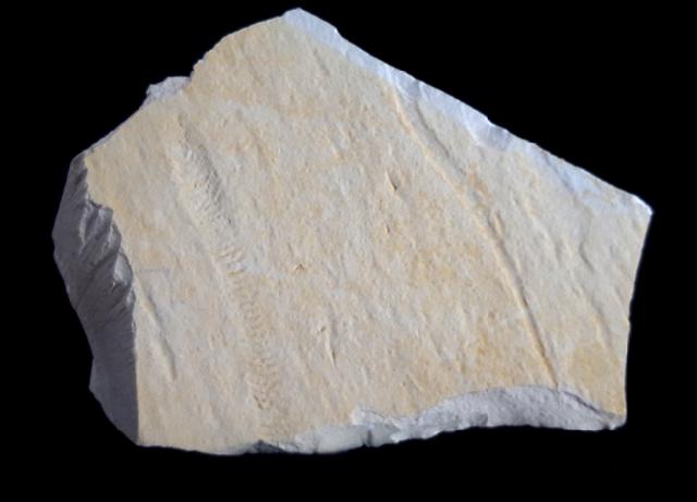 Rollspur eines Ammoniten (Perisphinctes) + Schleifspur indet. - Bild © FossNet FossilienStore